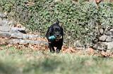 LABRADOR 796